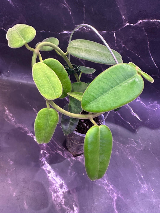 Hoya Lyi unrooted cutting