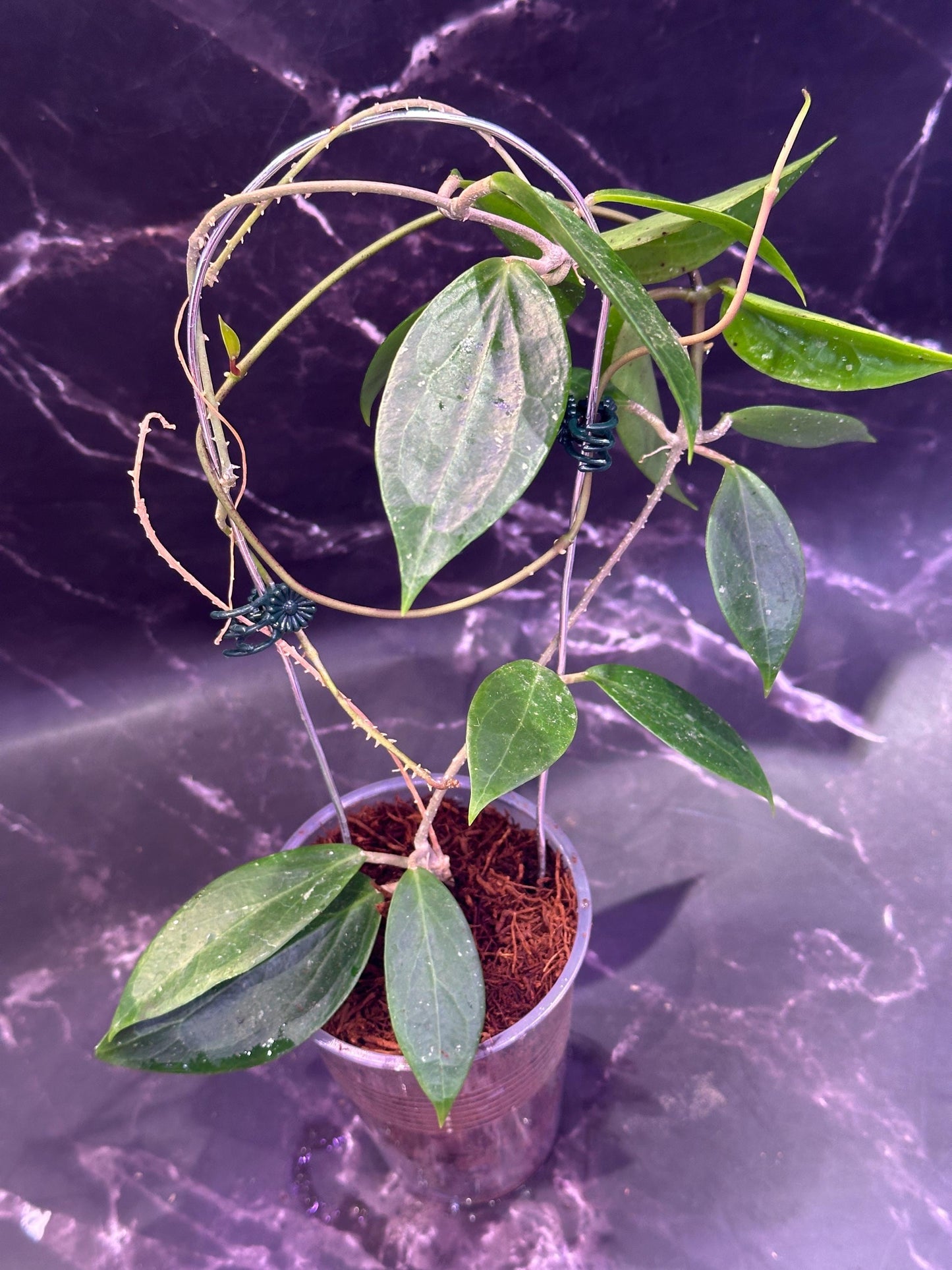 Hoya danumensis unrooted cutting