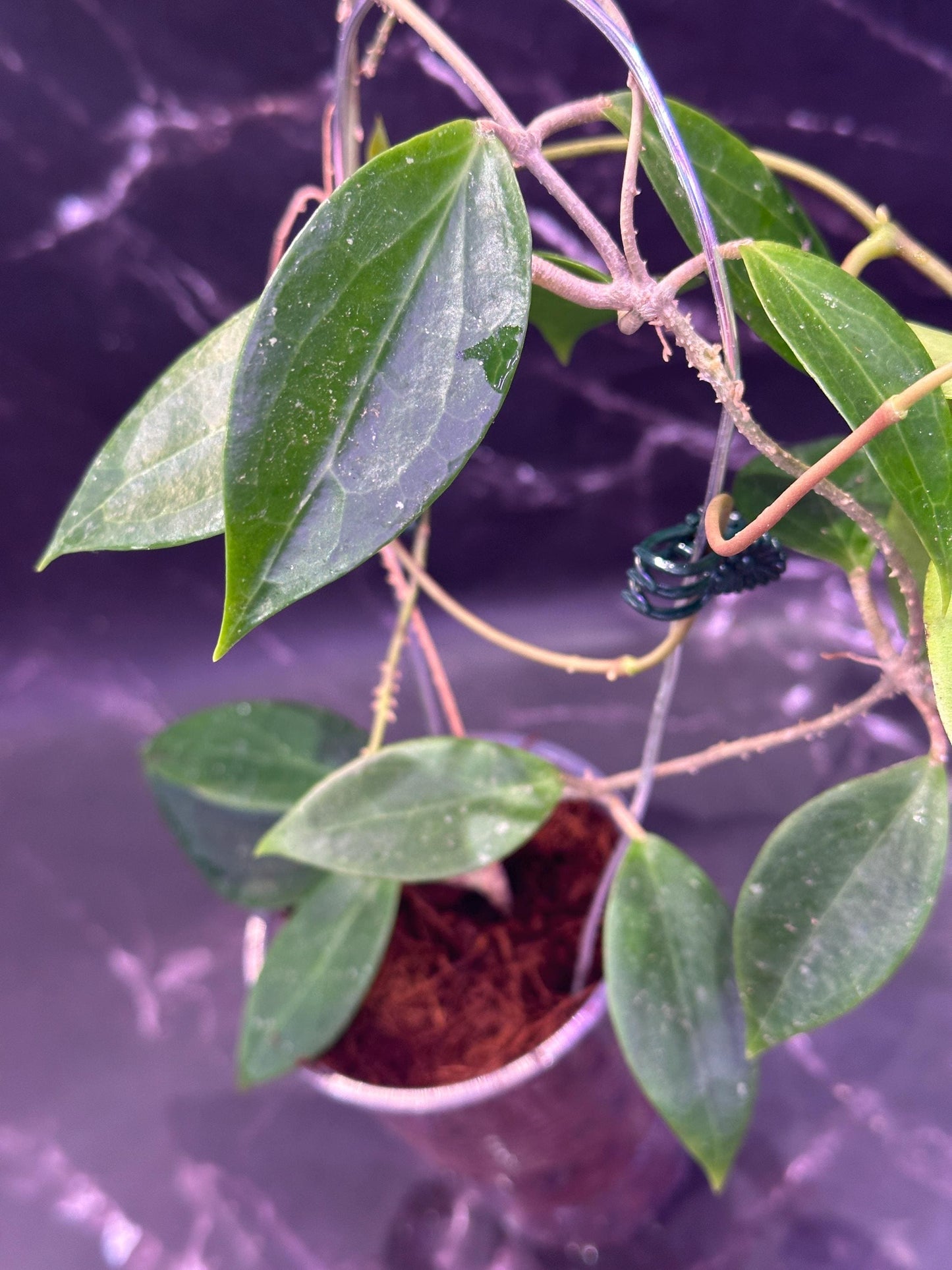 Hoya danumensis unrooted cutting