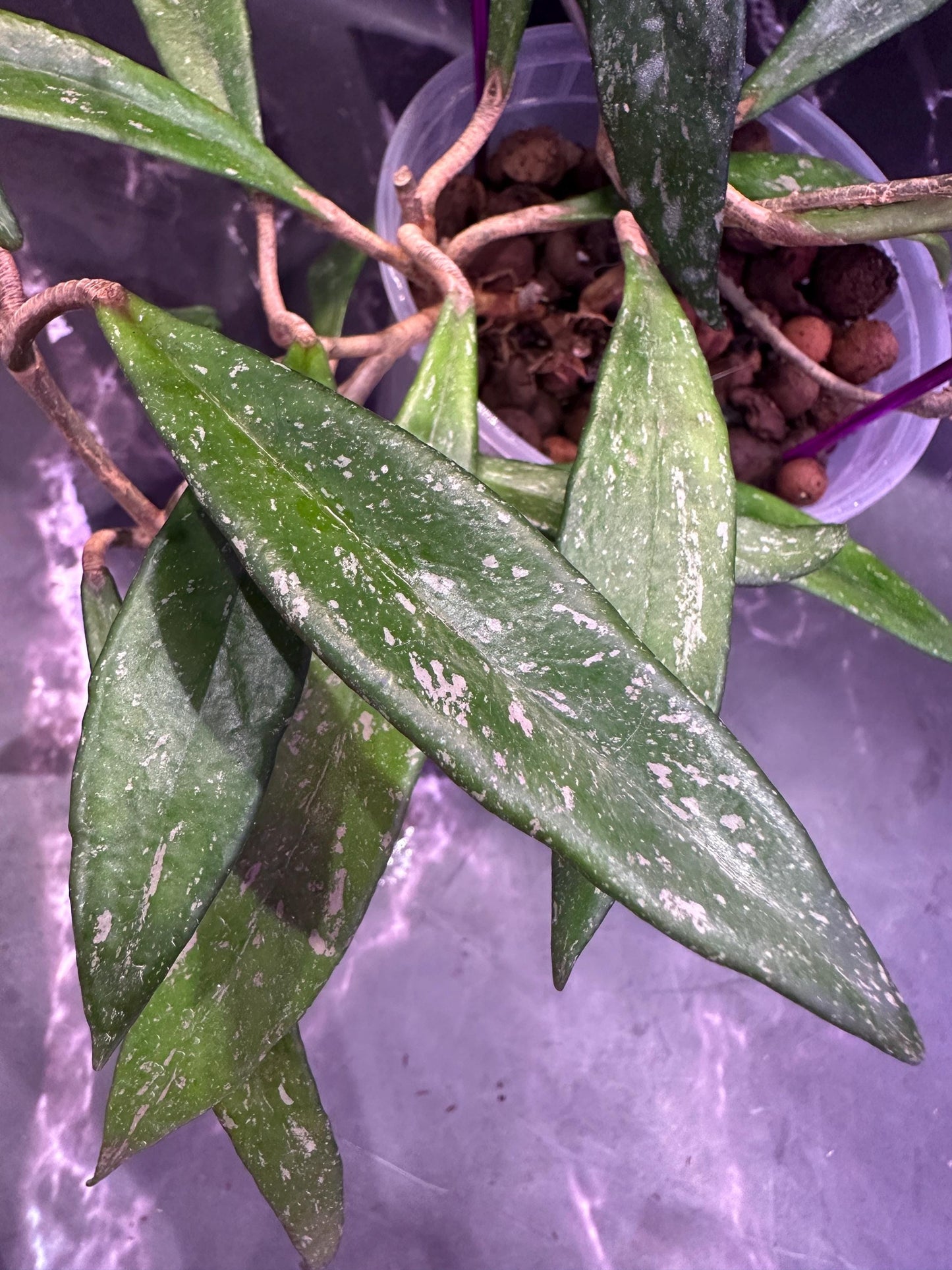 Hoya dennisii rooted cutting