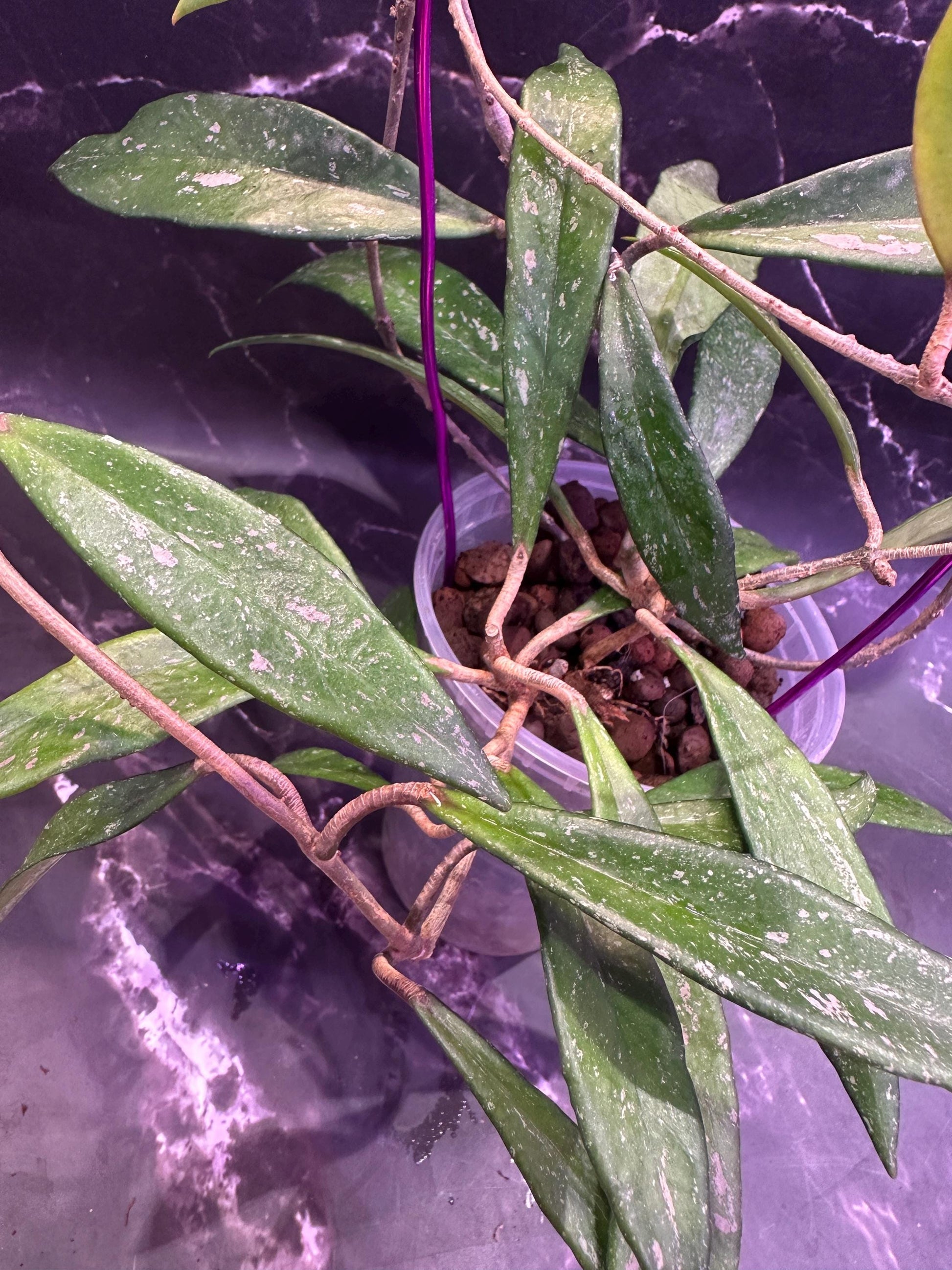 Hoya dennisii rooted cutting