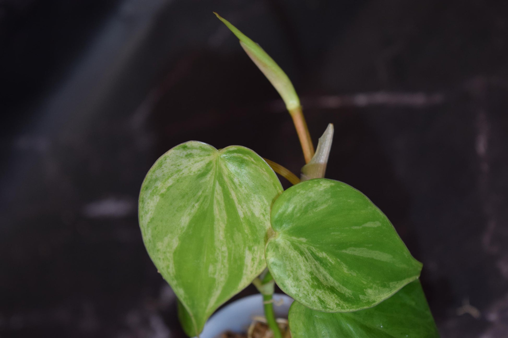 variegated heartleaf philodendron exact plant