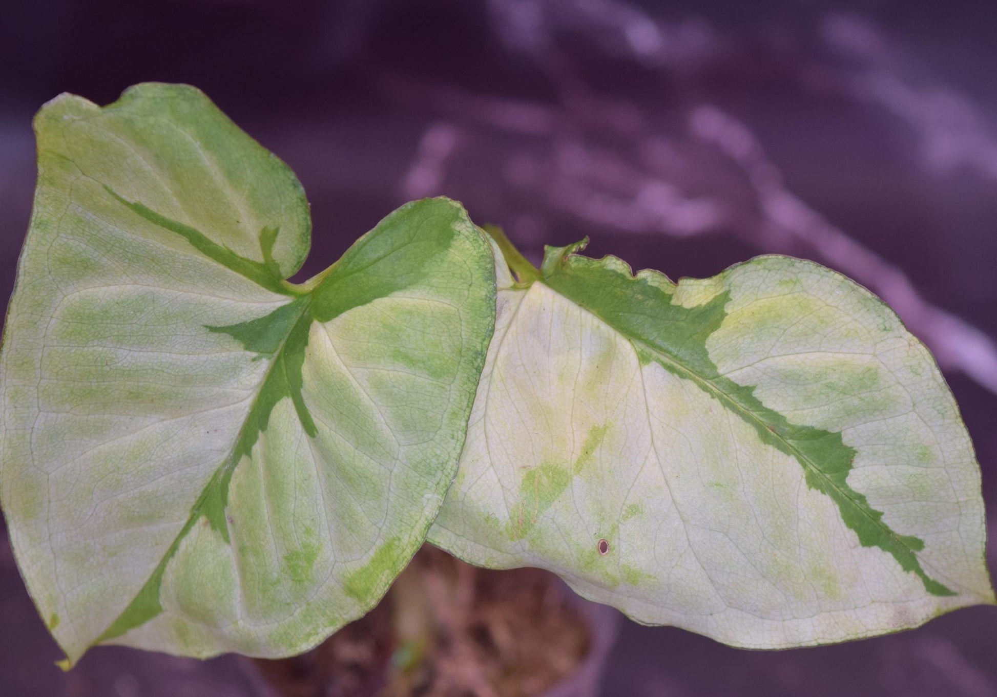 Green beauty syngonium exact plant