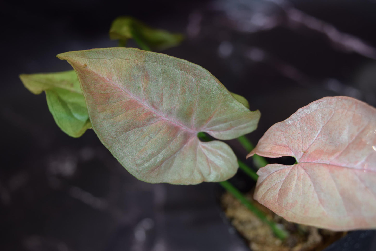 rare rainbow dwarf syngonium exact plant lightly rooted