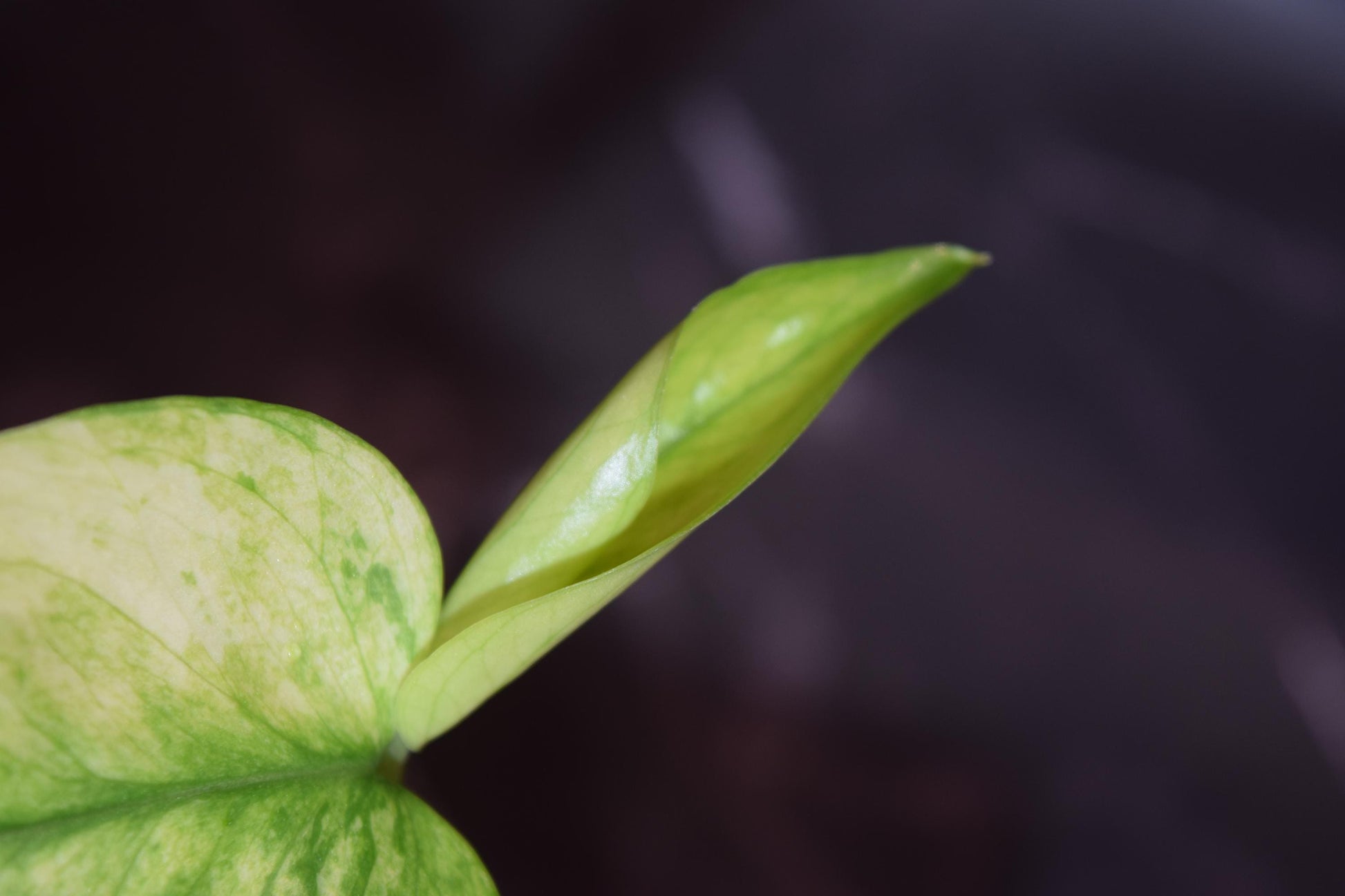 Epipremnum mint rare lightly rooted cutting