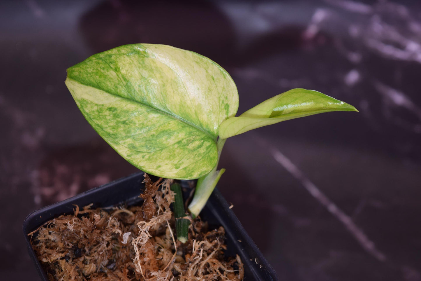 Epipremnum mint rare lightly rooted cutting