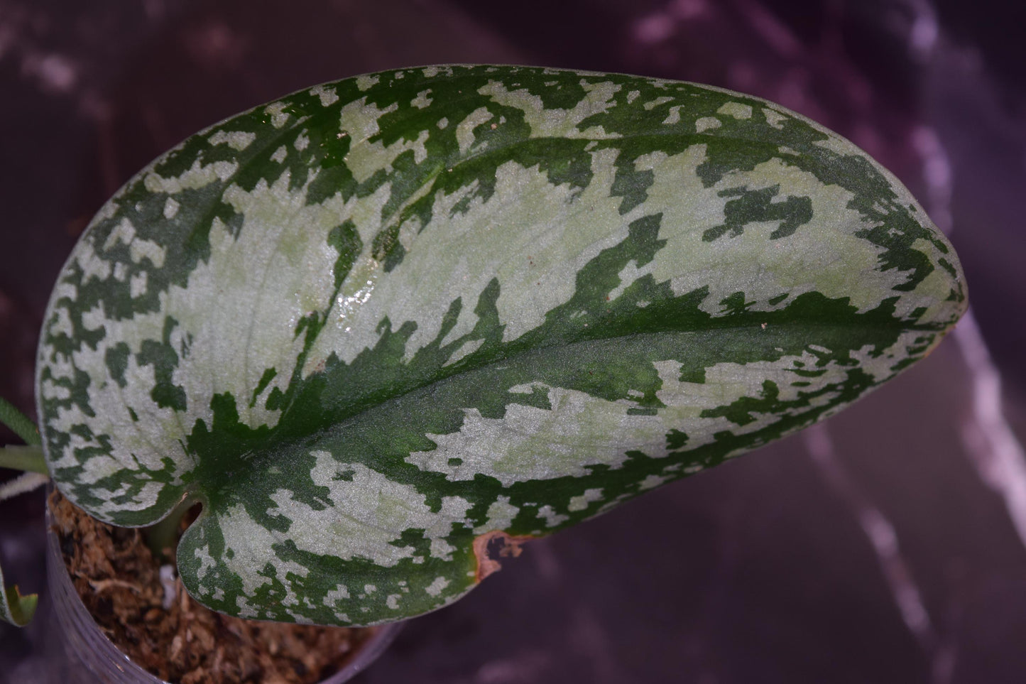 Dark tricolor scindapsus exact plant lightly rooted cutting