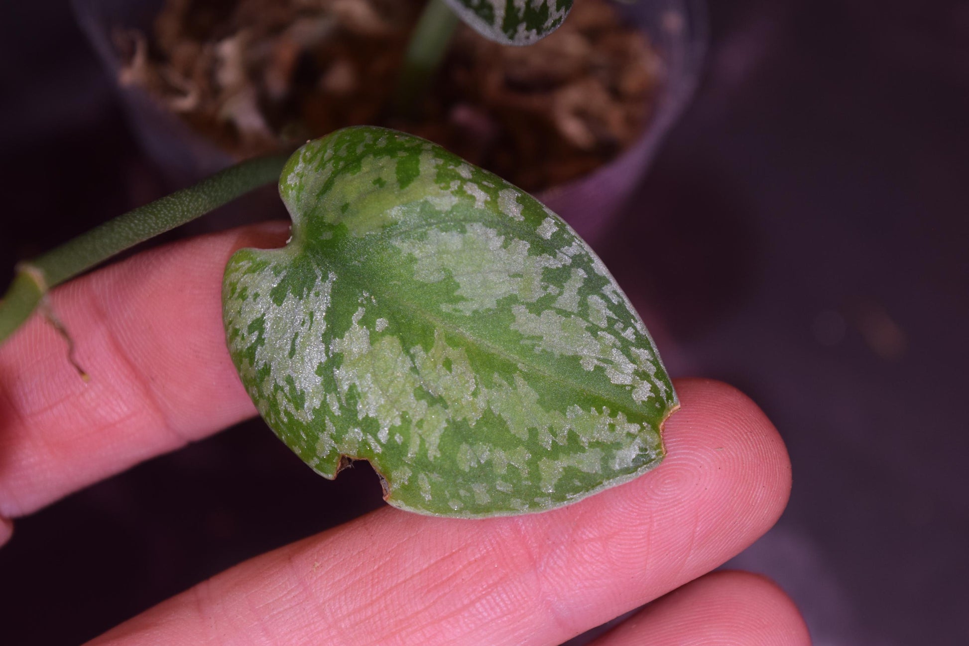 Dark tricolor scindapsus exact plant lightly rooted cutting