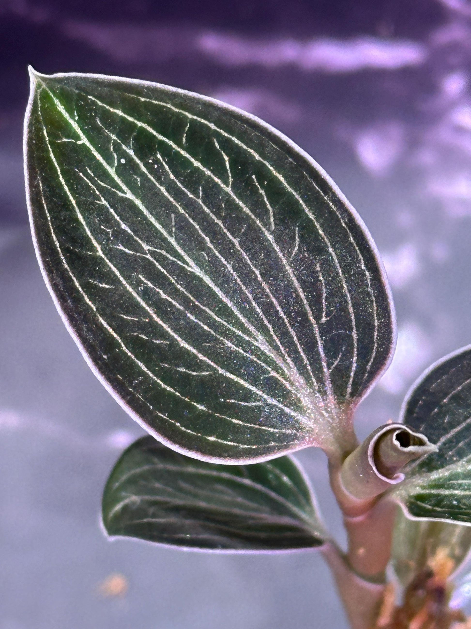 Anoectochilus lowii jewel orchid