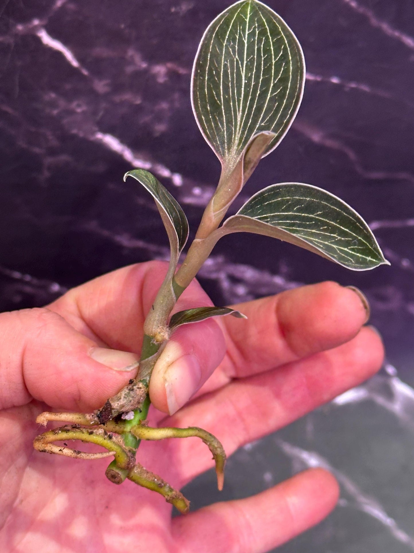 Anoectochilus lowii jewel orchid