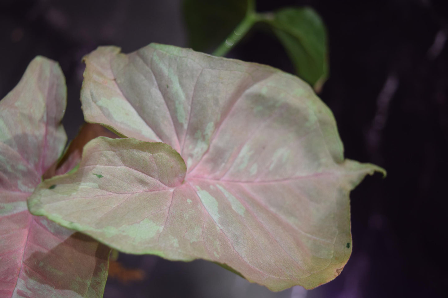 rare syngonium nebula exact plant