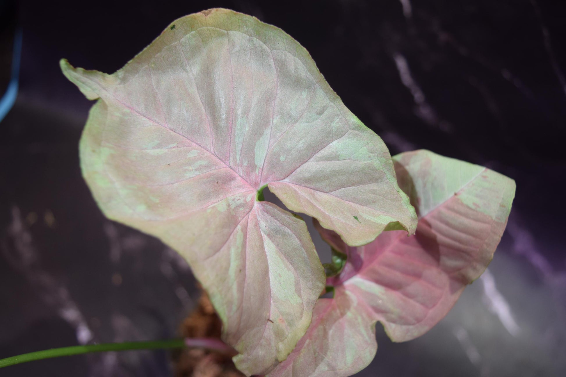 rare syngonium nebula exact plant