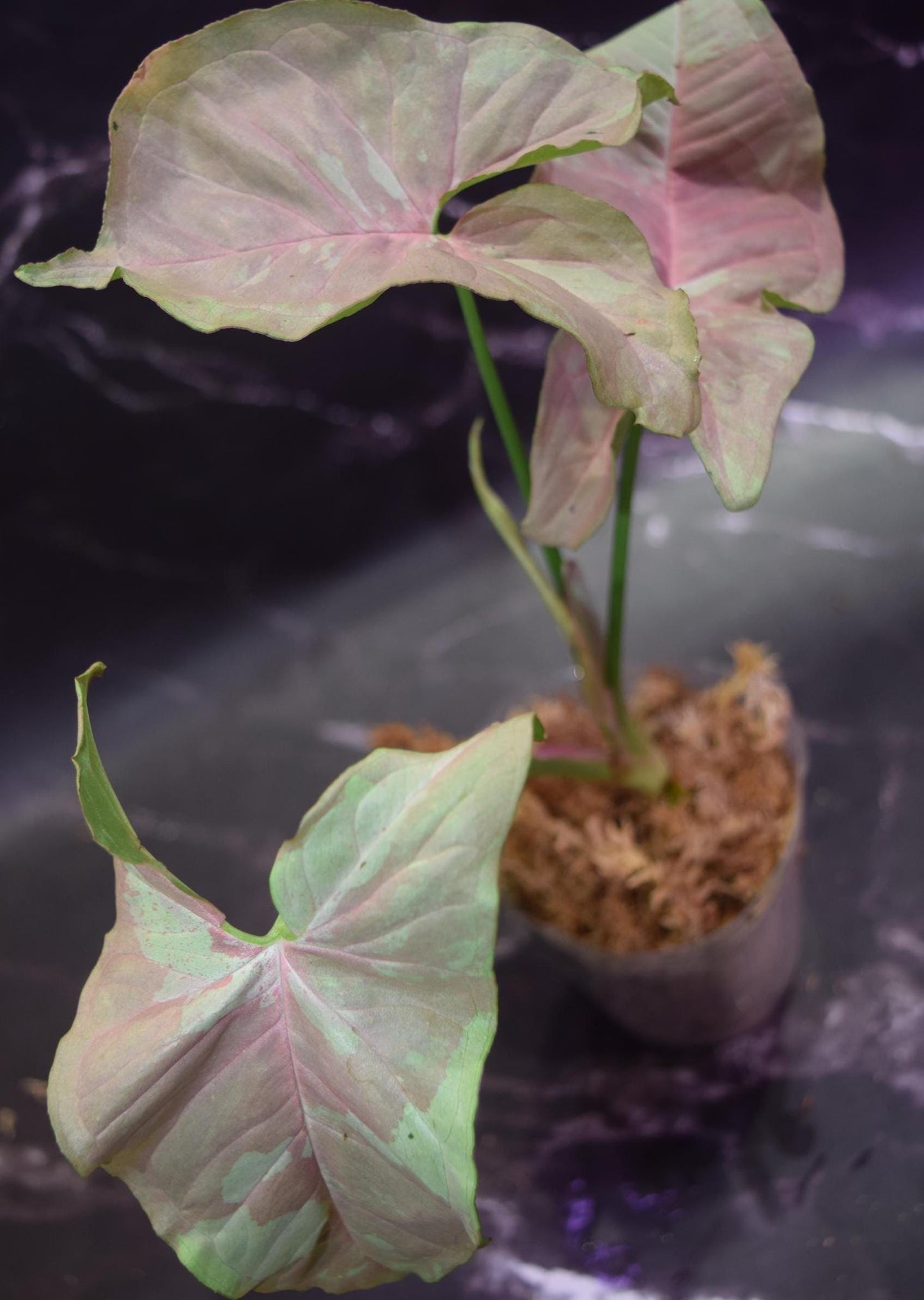 rare syngonium nebula exact plant