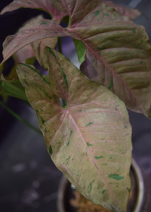 Red slender syngonium exact plant