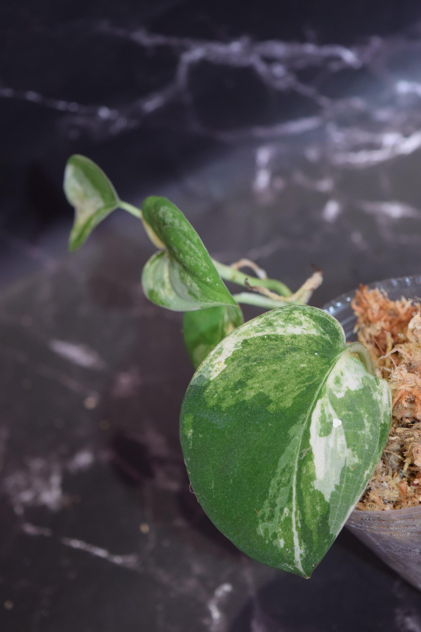 Variegated jade satin scindapsus exact plant