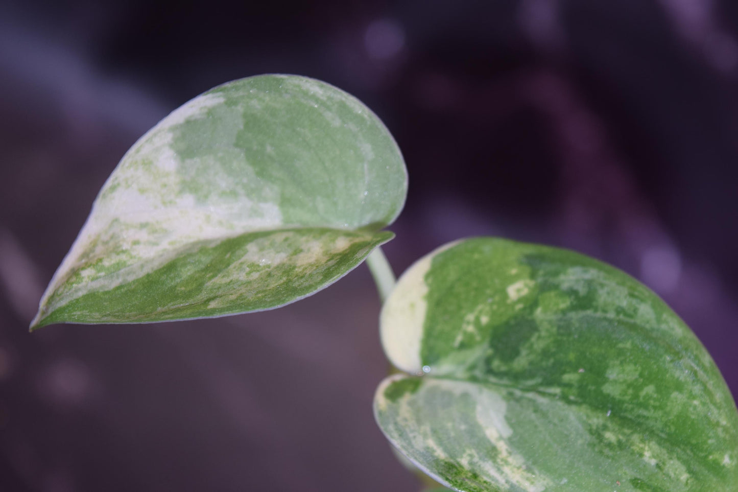 Variegated jade satin scindapsus exact plant