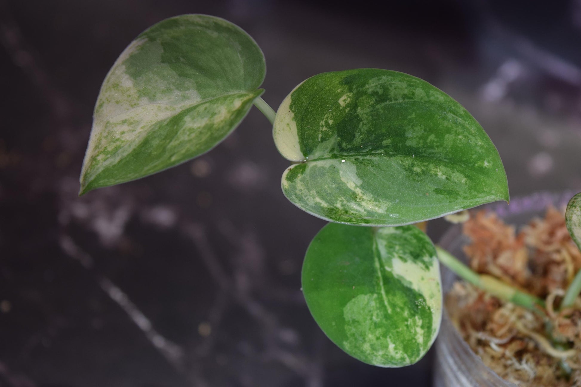 Variegated jade satin scindapsus exact plant