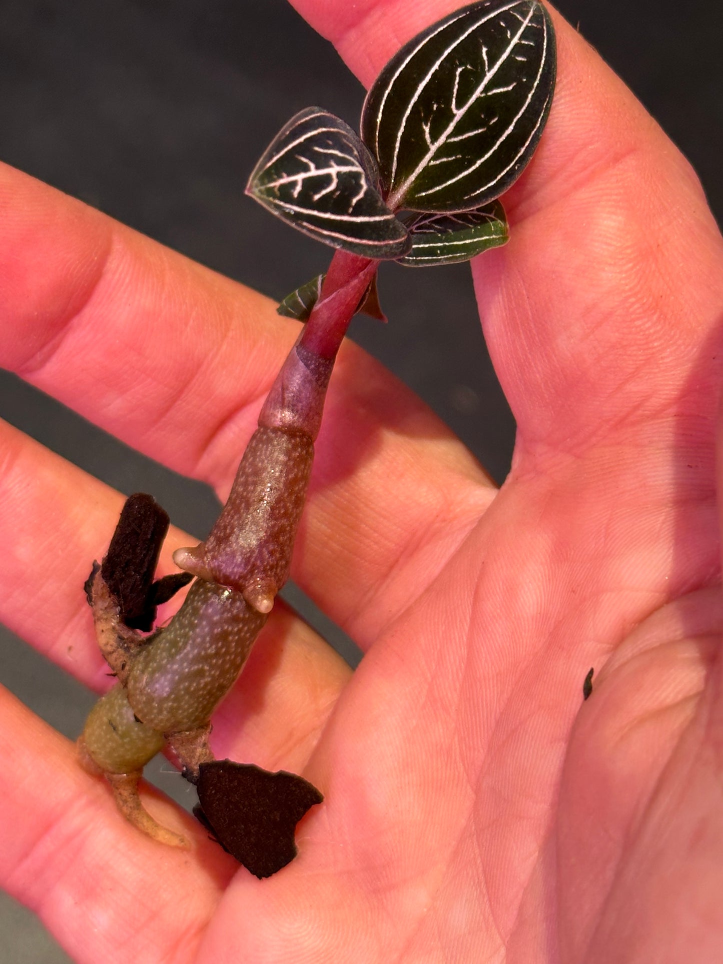 Ludisia discolor ‘Jewelyana ‘ jewel orchid dark form goodyeara