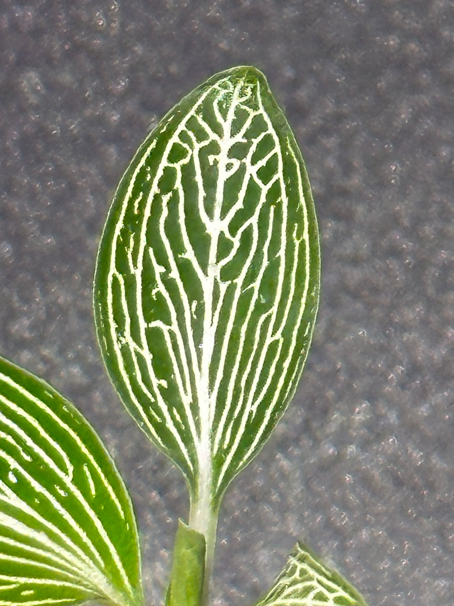 Ludisia discolor var. alba  jewel orchid - var. ordiana