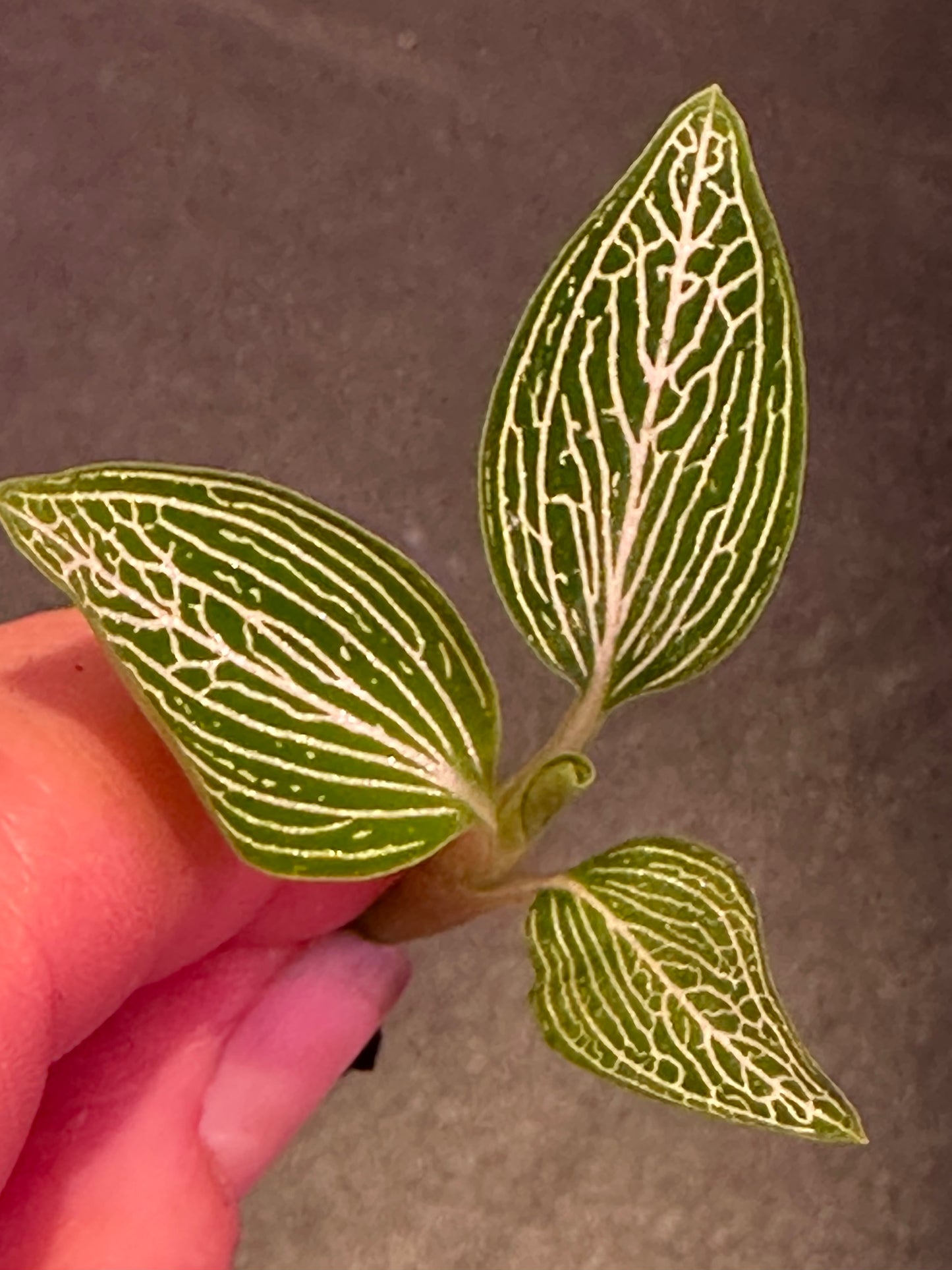 Ludisia discolor var. alba  jewel orchid - var. ordiana