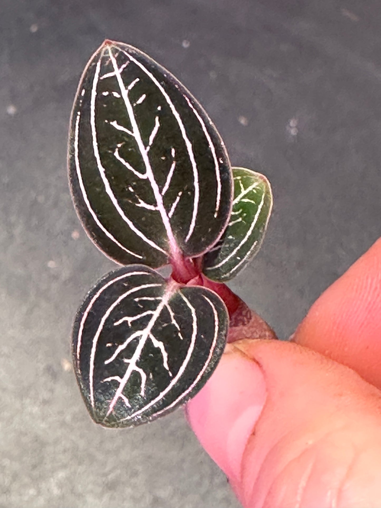 Ludisia discolor ‘Jewelyana ‘ jewel orchid dark form goodyeara